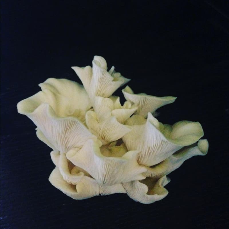 Cluster of home-grown oyster mushrooms